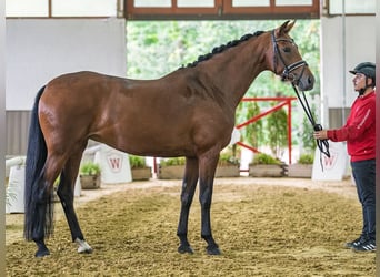 Westfale, Stute, 4 Jahre, 167 cm, Brauner