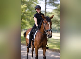 Westfale, Stute, 4 Jahre, 167 cm, Brauner