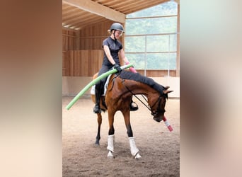 Westfale, Stute, 4 Jahre, 167 cm, Brauner