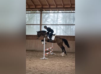 Westfale, Stute, 4 Jahre, 167 cm, Brauner