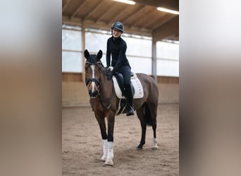 Westfale, Stute, 4 Jahre, 167 cm, Brauner