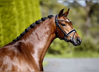 Westfale, Stute, 4 Jahre, 167 cm, Brauner