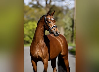 Westfale, Stute, 4 Jahre, 167 cm, Brauner