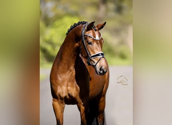 Westfale, Stute, 4 Jahre, 167 cm, Brauner