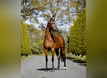 Westfale, Stute, 4 Jahre, 167 cm, Brauner