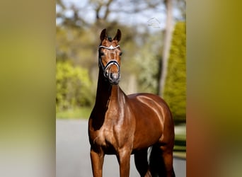 Westfale, Stute, 4 Jahre, 167 cm, Brauner