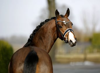 Westfale, Stute, 4 Jahre, 167 cm, Brauner