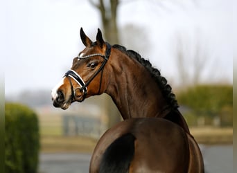 Westfale, Stute, 4 Jahre, 167 cm, Brauner
