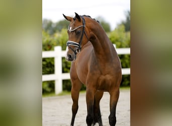 Westfale, Stute, 4 Jahre, 167 cm, Brauner