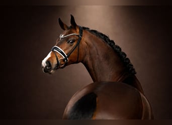 Westfale, Stute, 4 Jahre, 167 cm, Brauner