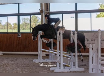 Westfale, Stute, 4 Jahre, 167 cm, Brauner