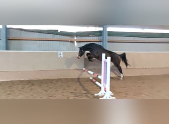 Westfale, Stute, 4 Jahre, 167 cm, Brauner