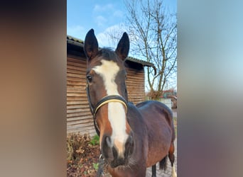 Westfale, Stute, 4 Jahre, 167 cm, Brauner