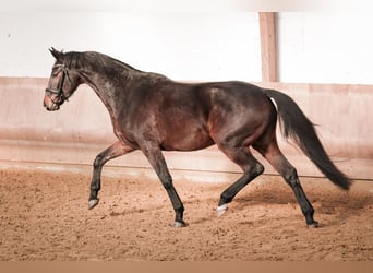 Westfale, Stute, 4 Jahre, 167 cm, Dunkelbrauner