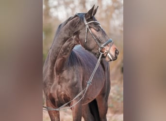 Westfale, Stute, 4 Jahre, 167 cm, Dunkelbrauner