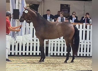 Westfale, Stute, 4 Jahre, 167 cm, Dunkelbrauner