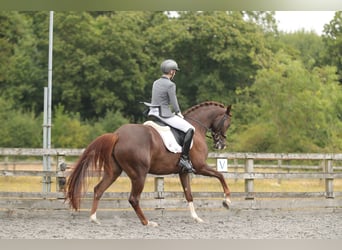 Westfale, Stute, 4 Jahre, 167 cm, Fuchs