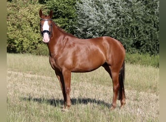 Westfale, Stute, 4 Jahre, 167 cm, Fuchs