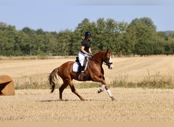 Westfale, Stute, 4 Jahre, 167 cm, Fuchs