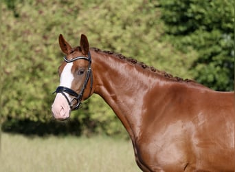 Westfale, Stute, 4 Jahre, 167 cm, Fuchs