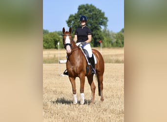 Westfale, Stute, 4 Jahre, 167 cm, Fuchs
