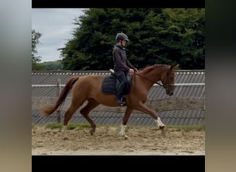 Westfale, Stute, 4 Jahre, 167 cm, Fuchs