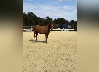 Westfale, Stute, 4 Jahre, 167 cm, Fuchs