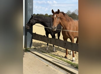 Westfale, Stute, 4 Jahre, 167 cm, Fuchs
