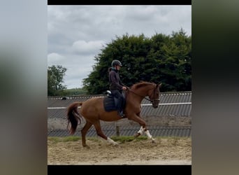 Westfale, Stute, 4 Jahre, 167 cm, Fuchs