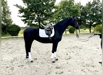 Westfale, Stute, 4 Jahre, 167 cm, Rappe