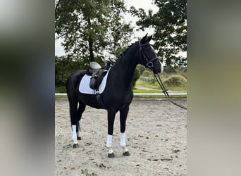 Westfale, Stute, 4 Jahre, 167 cm, Rappe