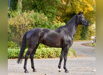 Westfale, Stute, 4 Jahre, 167 cm, Rappe