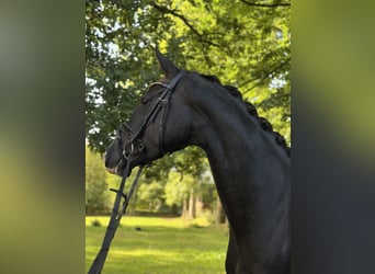 Westfale, Stute, 4 Jahre, 167 cm, Rappe