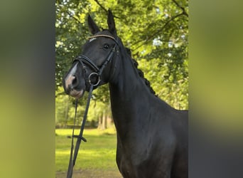 Westfale, Stute, 4 Jahre, 167 cm, Rappe