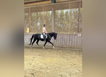 Westfale, Stute, 4 Jahre, 167 cm, Rappe