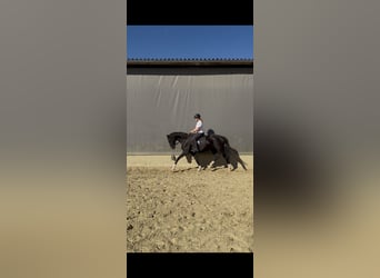 Westfale, Stute, 4 Jahre, 167 cm, Rappe