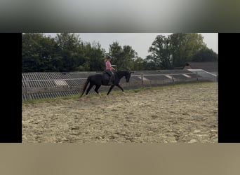 Westfale, Stute, 4 Jahre, 167 cm, Rappe