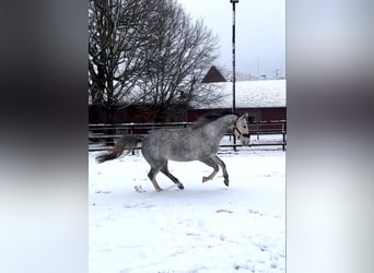 Westfale, Stute, 4 Jahre, 167 cm, Schimmel