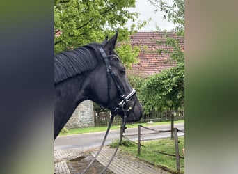 Westfale, Stute, 4 Jahre, 167 cm, Schwarzbrauner