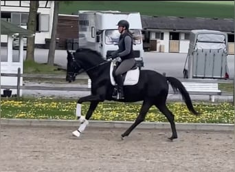 Westfale, Stute, 4 Jahre, 167 cm, Schwarzbrauner