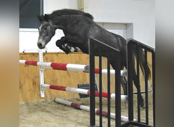 Westfale, Stute, 4 Jahre, 168 cm, Apfelschimmel