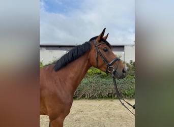 Westfale, Stute, 4 Jahre, 168 cm, Brauner