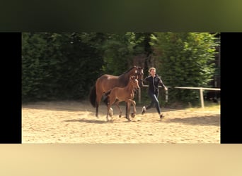 Westfale, Stute, 4 Jahre, 168 cm, Brauner