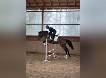 Westfale, Stute, 4 Jahre, 168 cm, Brauner