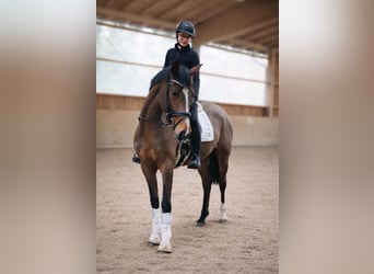 Westfale, Stute, 4 Jahre, 168 cm, Brauner