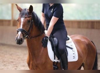 Westfale, Stute, 4 Jahre, 168 cm, Brauner