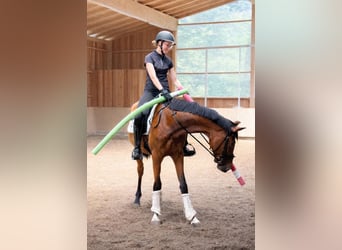 Westfale, Stute, 4 Jahre, 168 cm, Brauner