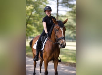 Westfale, Stute, 4 Jahre, 168 cm, Brauner