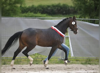 Westfale, Stute, 4 Jahre, 168 cm, Brauner