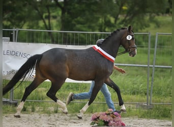 Westfale, Stute, 4 Jahre, 168 cm, Brauner